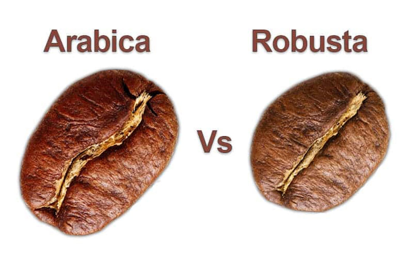 arabica vs robusta