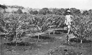 a farmer standing on a coffee farm