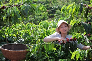 a female farmer harvesting coffee beans