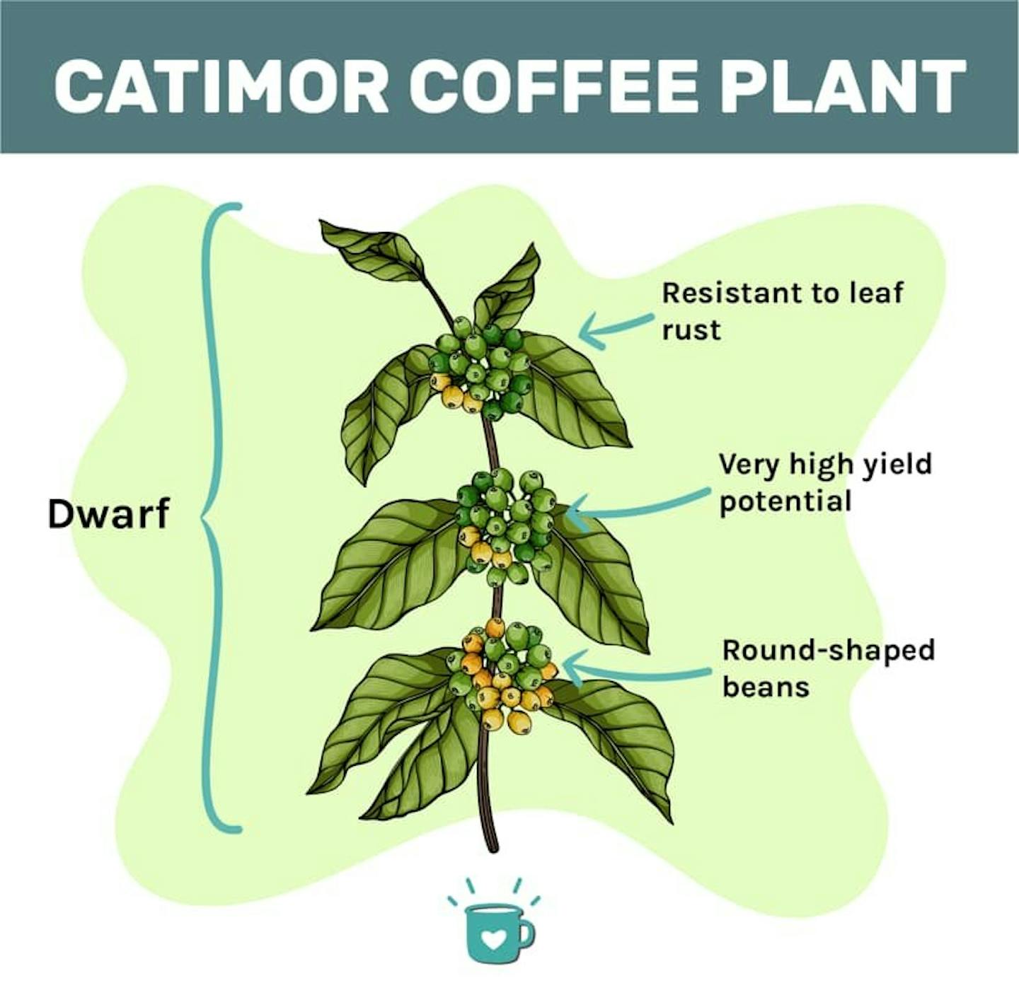 Catimor coffee plant