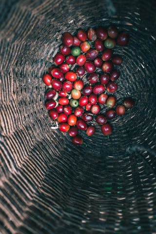 Freshly picked coffee beans in Colombia