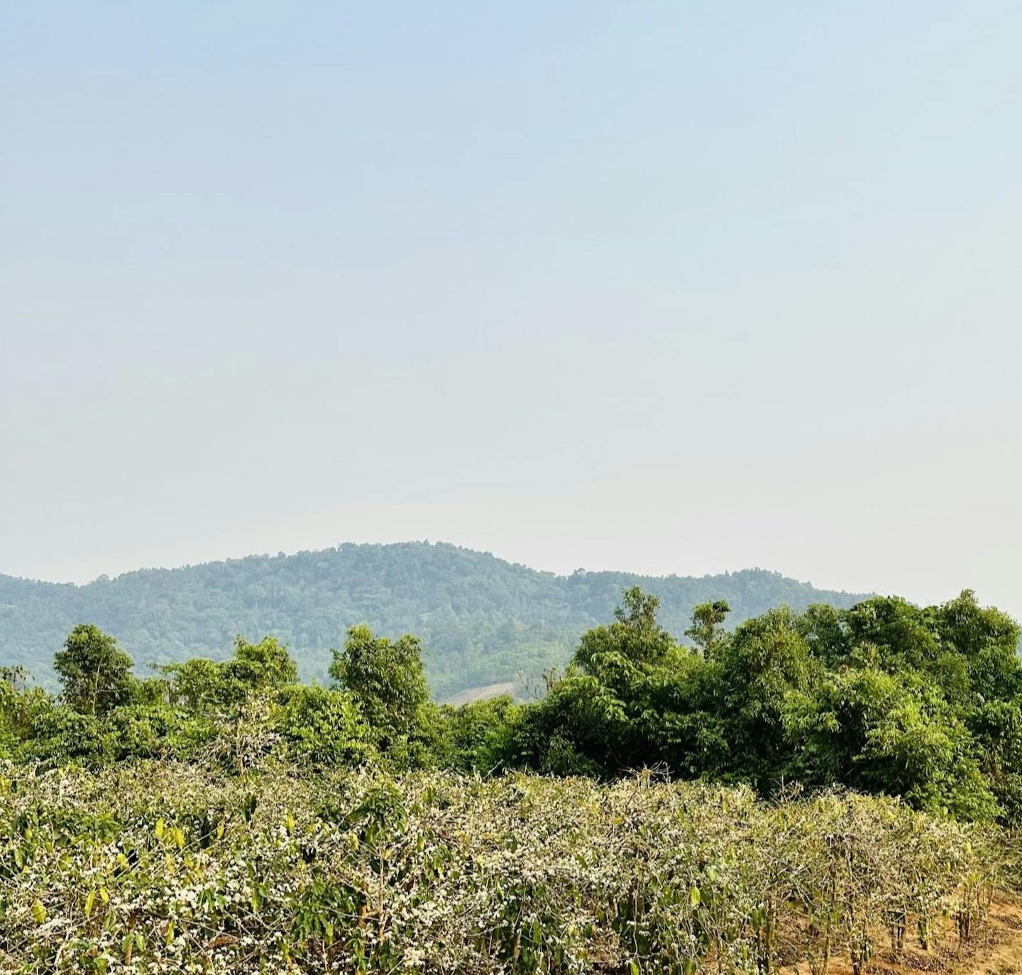 Coffee growing region in Huong Hoa