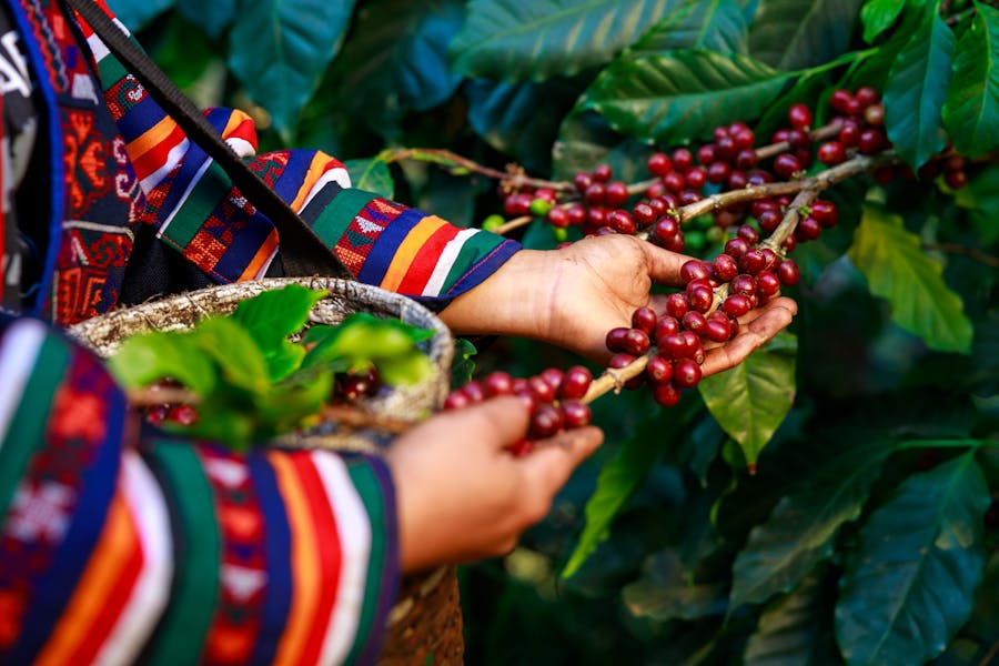 vietnamese-specialty-coffee-explore-its-rich-world