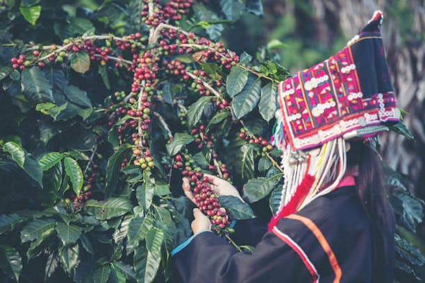 A woman picking coffee beans from the tree