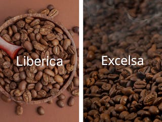 So sánh hạt cà phê Liberica và Excelsa
