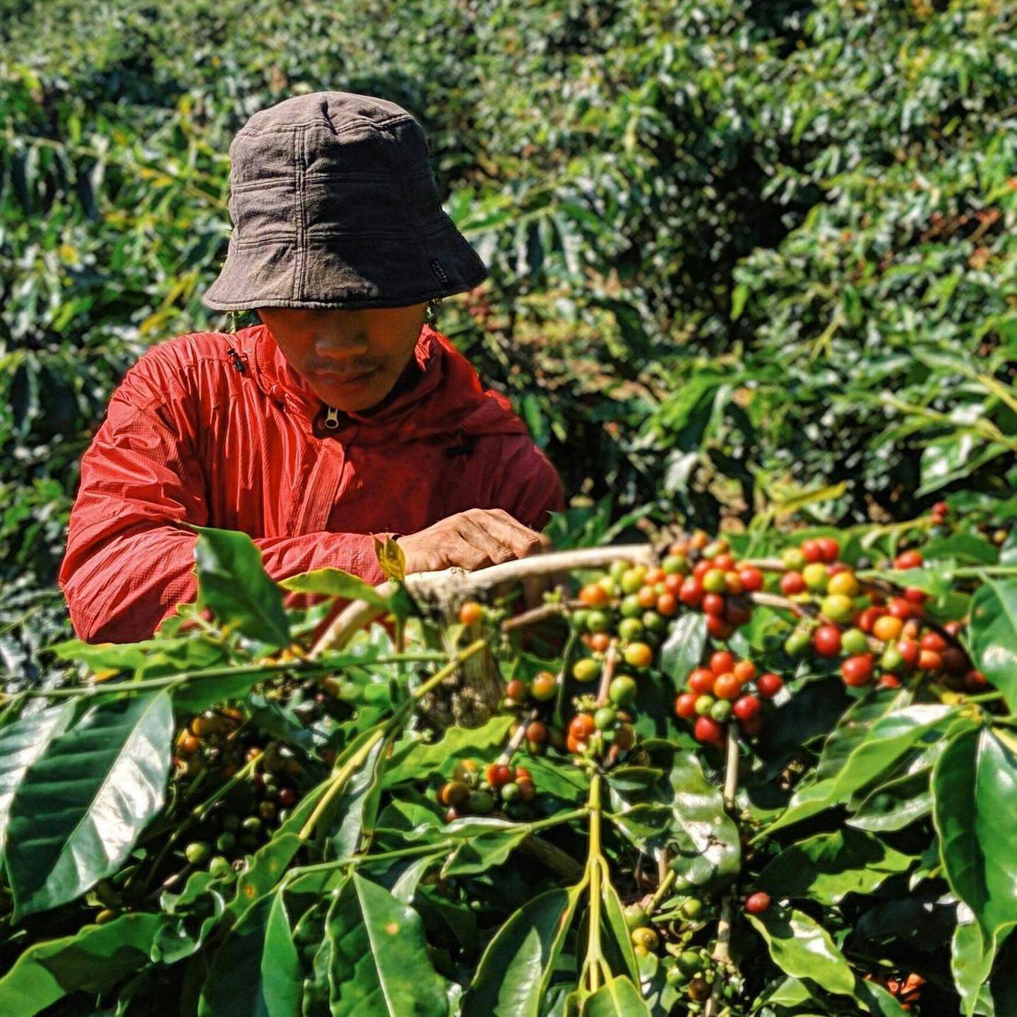 coffee farmer harvesting coffee beans