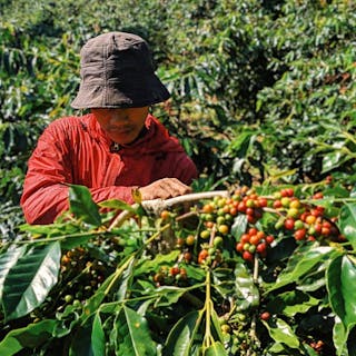 coffee farmer harvesting coffee beans