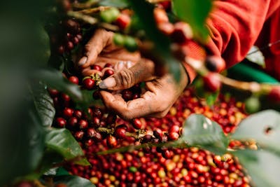 Exploring the Types of Vietnamese Coffee Beans