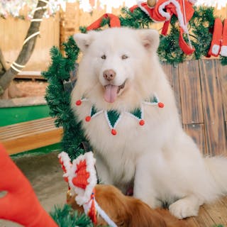 Nông Trại Cún - Puppy Farm 