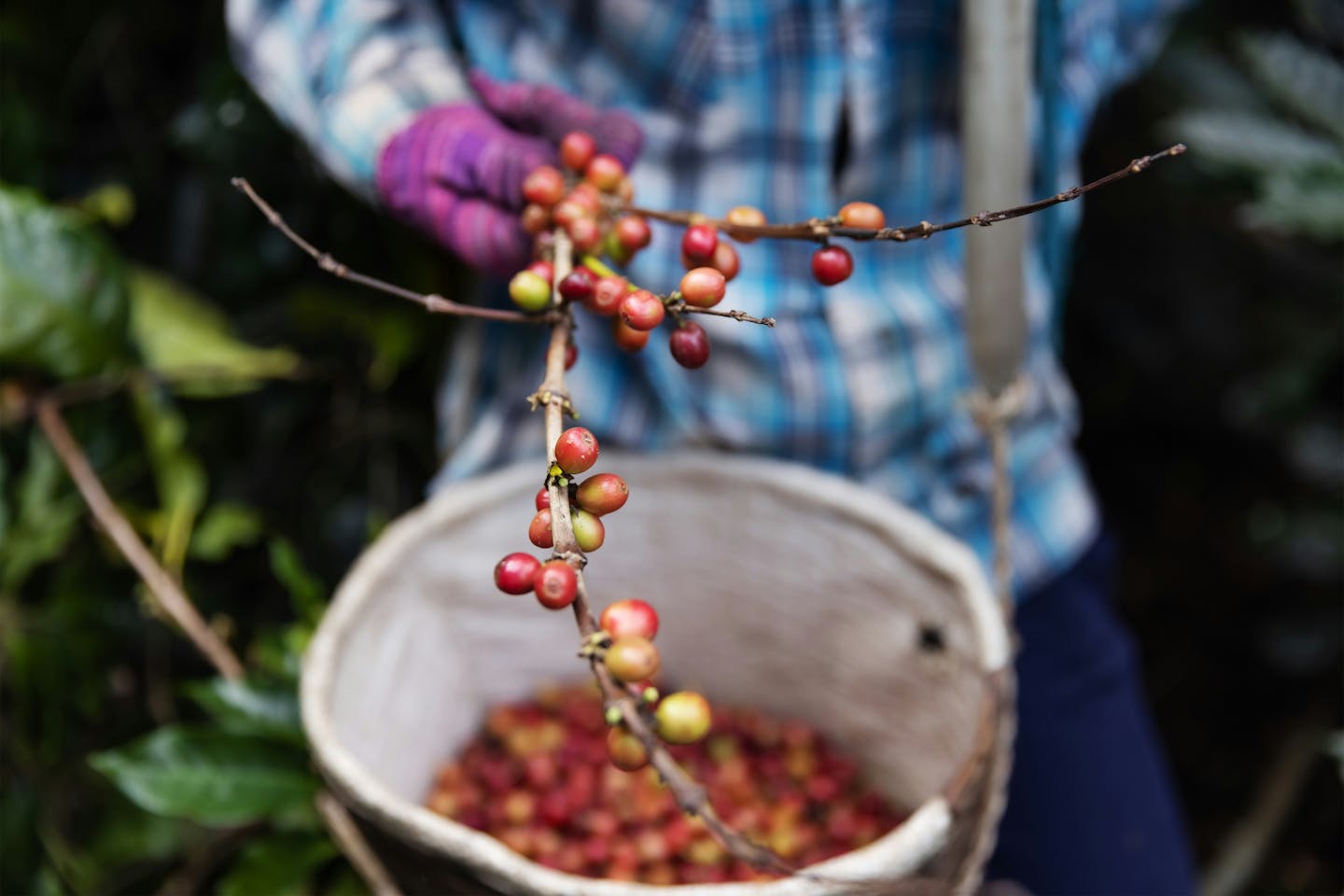 red and brown round coffee fruits in a white plastic bucket