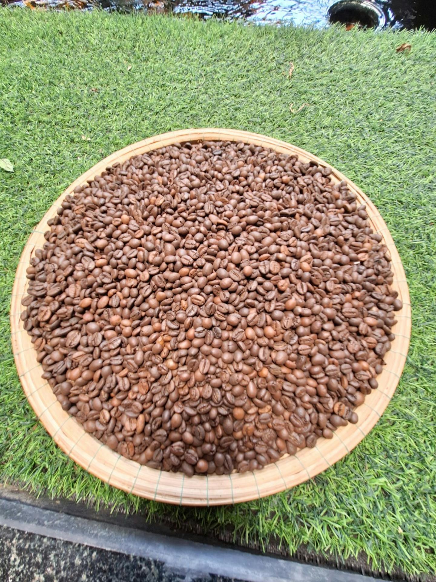 Roasted Robusta coffee beans