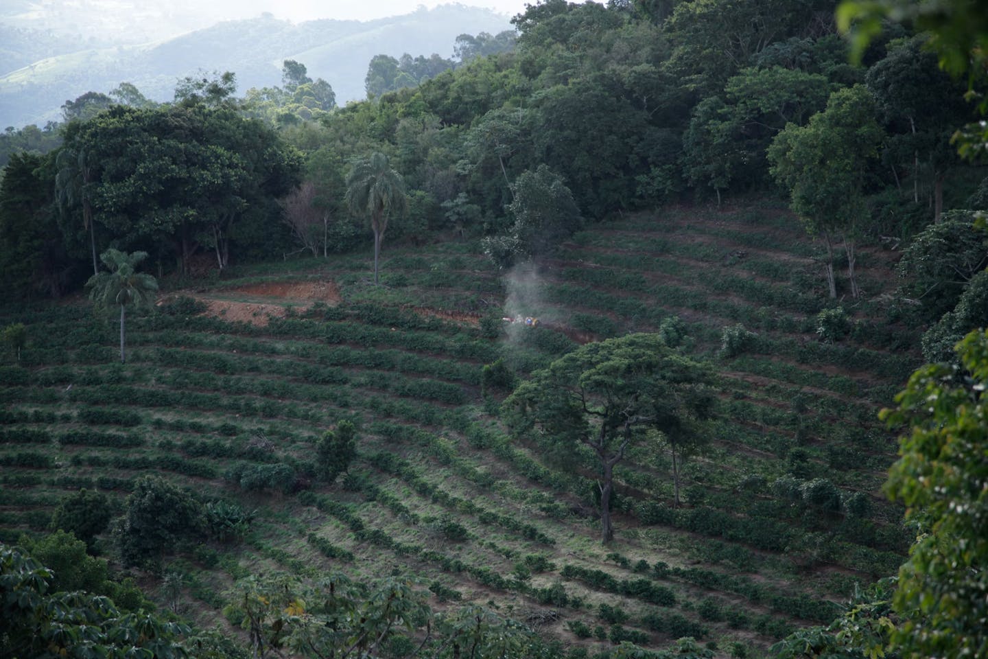 root coffee, dalat coffee farm