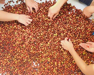 tour-3---a-luoi-coffee-farm.jpg