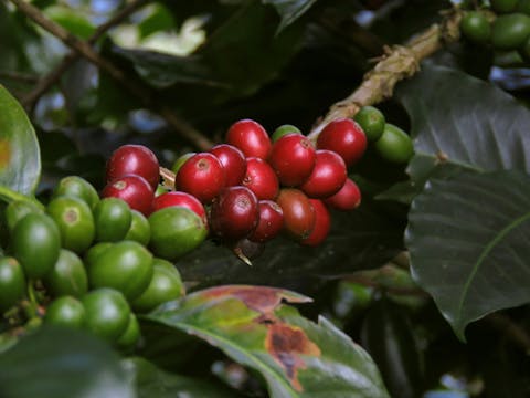 What is Cherry Coffee?